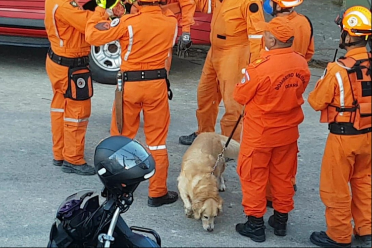 Bombeiros trabalham com cães que atuaram em Brumadinho