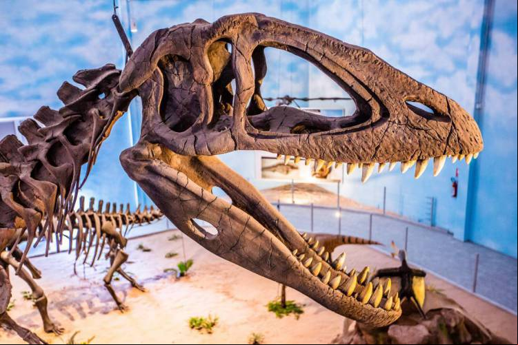 eio virtual pelo Museu de História Natural, do Zooparque de Itatiba, em São Paulo, ocorre nesta quinta, 21, às 15 horas
