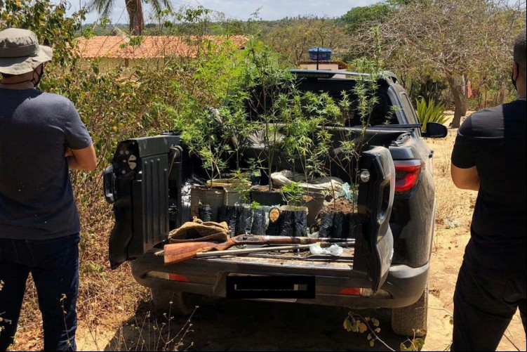 Plantação de maconha foi encontrada em um sítio na cidade de Jardim