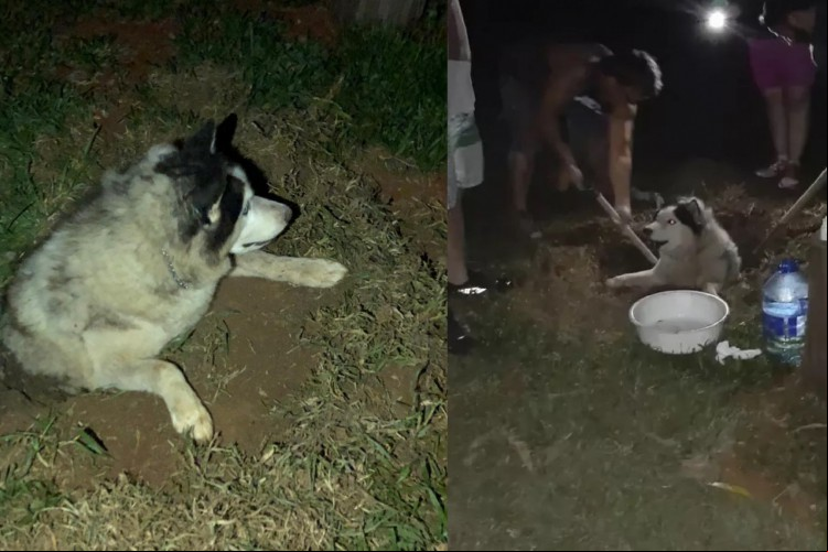 O cachorro foi encontrado após a ajuda de amigos e familiares dos donos
