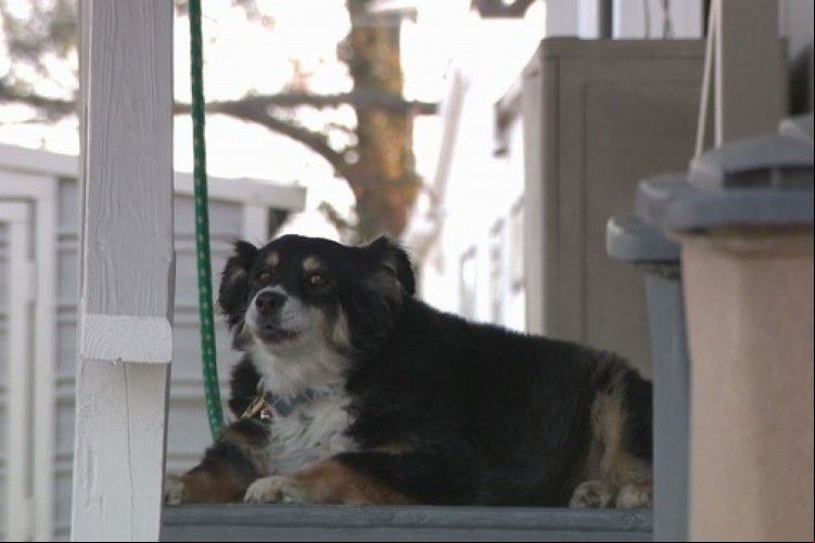 O dono de Lulu era um empresário, que tinha investimentos imobiliários. Ele deixou US$ 5 milhões para a cadela, de oito anos, da raça border collie