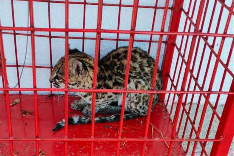 Um filhote de gato-do-mato foi resgatado pelo Corpo de Bombeiros Militar do Estado do Ceará (CBMCE) em Tauá, na úlitma segunda-feira, 2.