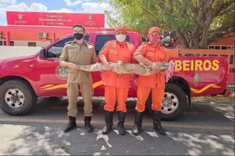 Um jacaré de grande porte foi resgatado pelo Corpo de Bombeiros no Município de Independência nesta quinta-feira, 12.