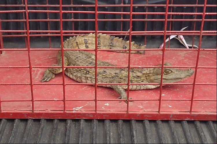 Animal foi solto em área de mata fechada no município de Ipueiras