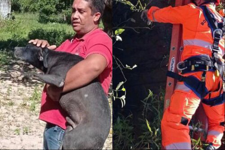 Animal foi resgatado com vida e sem lesões aparentes, segundo o Corpo de Bombeiros