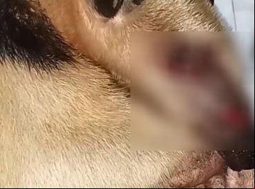 Motorista fugiu após atropelar tamanduá-mirim na CE-292, entre Crato e Nova Olinda; ONG Instituto Lilica resgatou animal com auxílio do Samu 