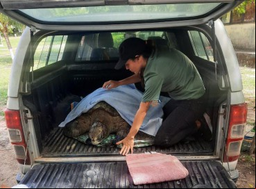 Tartaruga-verde é resgatada na praia de Flecheiras, no Trairi 