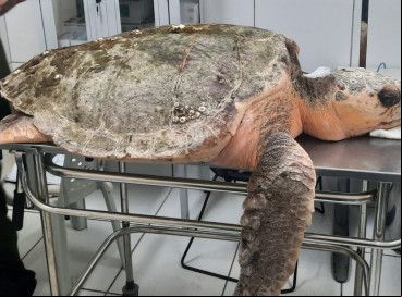 Animal se encontrava com 