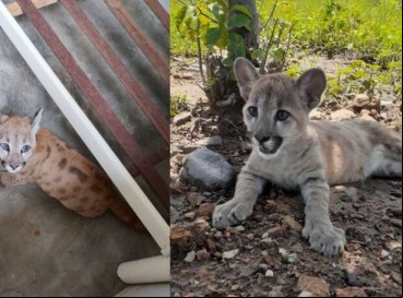Filhote de onça-parda, com o tamanho de um gato doméstico adulto, foi resgatado em Croatá 
