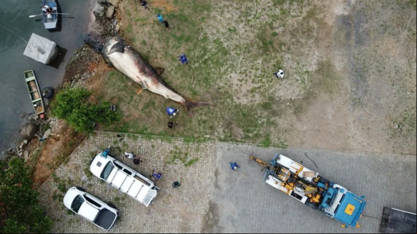Tubarão-baleia foi encontrado morto por autoridades nessa segunda, 27, em Vitória (ES)