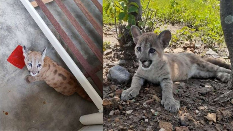 Filhote de onça-parda, com o tamanho de um gato doméstico adulto, foi resgatado em Croatá