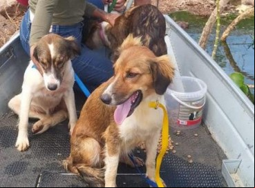 Animais foram encontrados por equipe em lancha 