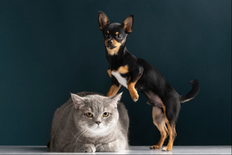 Gato e cachorro