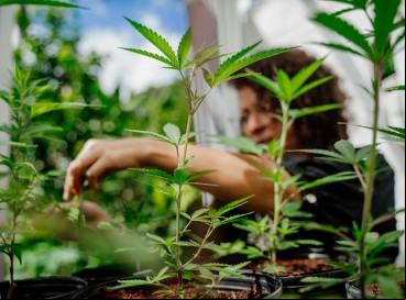 A discussão sobre o uso medicinal da maconha ganhou eco no Brasil nos últimos anos.