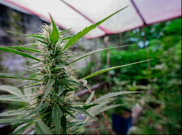 Exatamente! É possível plantar maconha no Brasil para fins medicinais. Mas para isso, é preciso seguir alguns critérios.