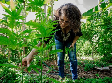 ... em importações legais; ou no autocultivo, autorizado pela Justiça.