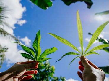 Quem pode plantar maconha?