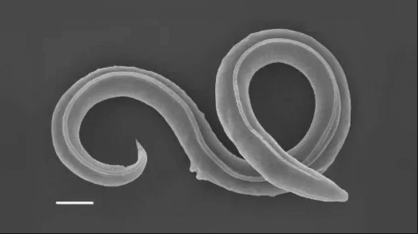 Os nematoides, que são uma tipo de verme, pertencem a uma nova espécie chamada de Panagrolaimus kolymaensis.