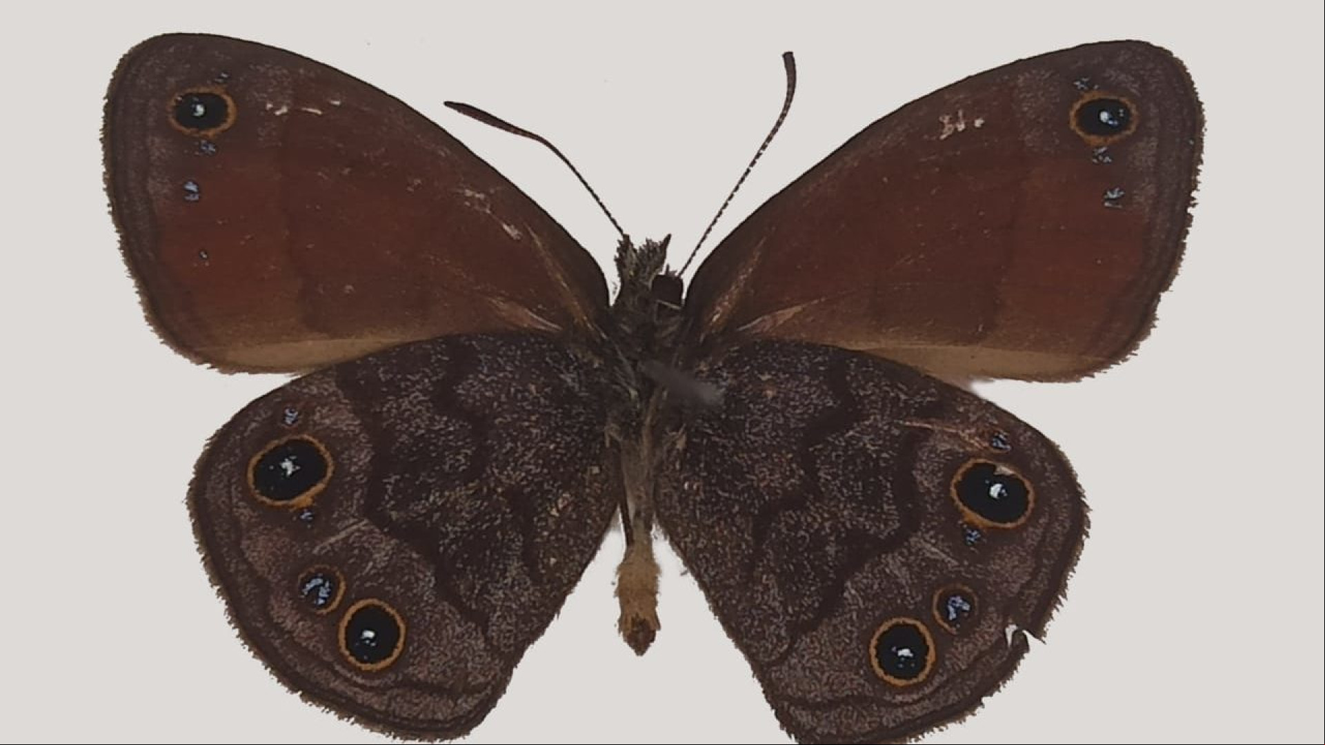 Agojie rupicola, espécie de borboleta recém-descoberta em Minas Gerais, já corre risco de ser extinta devido à destruição de seu habitat
