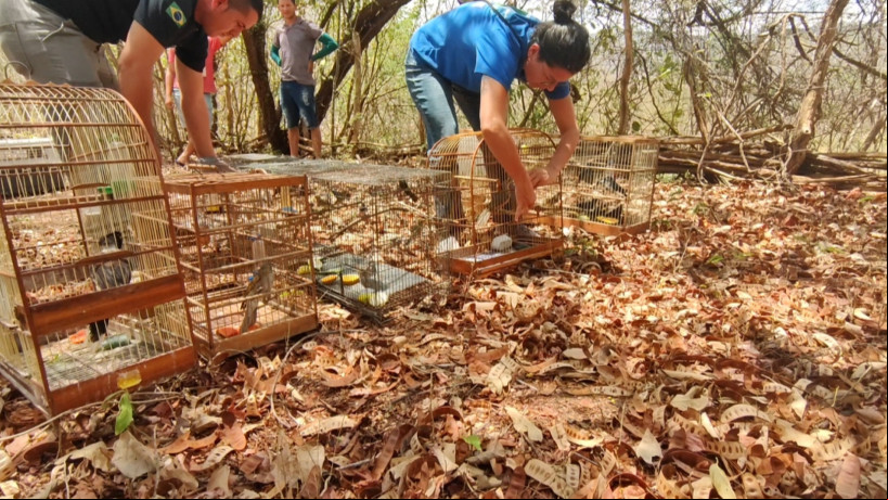 Semace devolve à natureza animais apreendidos em fiscalizações ou entregues voluntariamente ao órgão
