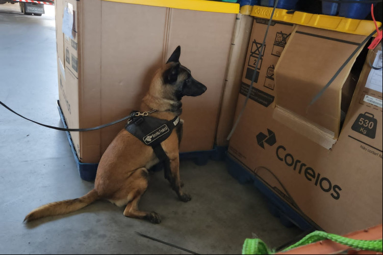 Droga foi encontrada por agentes caninos da Receita Federal