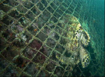 A pesca fantasma ocorre quando animais marinhos ficam presos em redes, iscas e armadilhas largados, intencionalmente ou não, no Oceano.