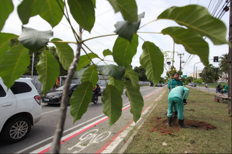 Plantio de árvores em Fortaleza, na avenida Presidente Juscelino Kubitschek