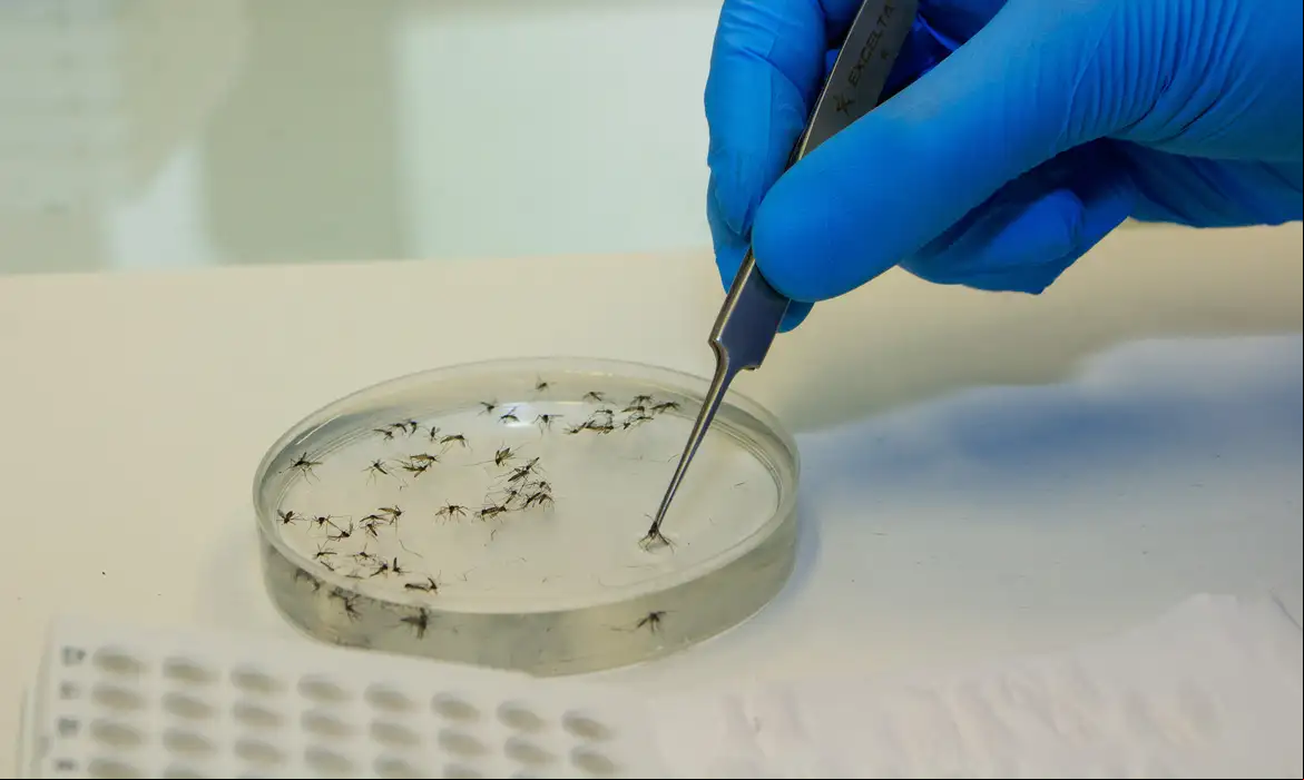 Bactéria wolbachia é usada para combater dengue
