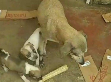 Ao todo, 14 cachorros e um gato foram encontrados pelos policiais em situação de maus-tratos na residência  