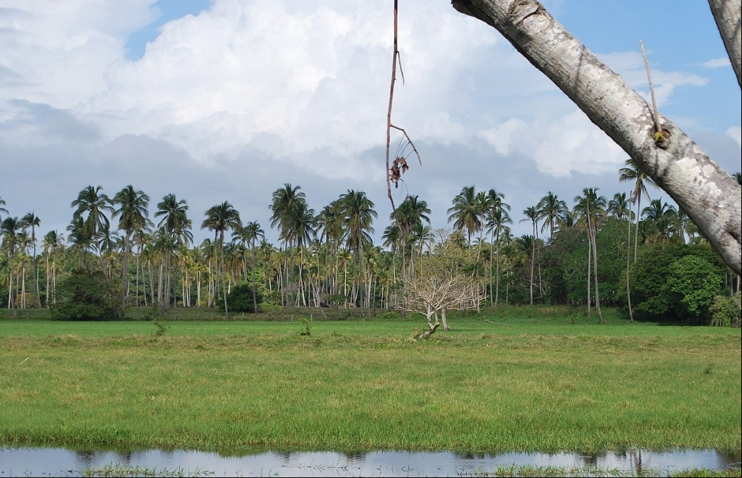 Também há um clima monçônico, com inverno extremamente seco e verão muito chuvoso. É o clima da região de Chontalpa, que fica no estado de Tabasco e abrange quatro cidades: Huimanguillo, Cárdenas, Comalcalco e Paraíso,
