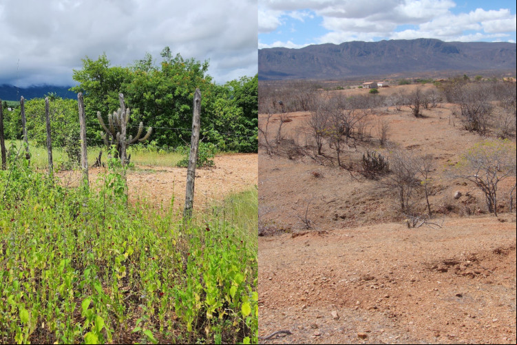 A comunidade do Brum, em Jaguaribe, foi objeto de estudo da Funceme para recuperação de área degradada após processo de desertificação