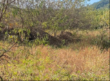 Cadáveres foram encontrados em região de mata em Pacatuba 