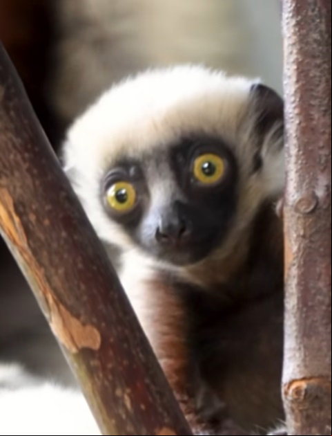 Os lêmures estão entre as espécies de animais incluídas na lista de ameaça de extinção. Por isso, quando um indivíduo nasce, é motivo de comemoração. É o que aconteceu com um filhote de lêmure-sifaka, recentemente, no zoológico Chester, em Cheshire, na Inglaterra.