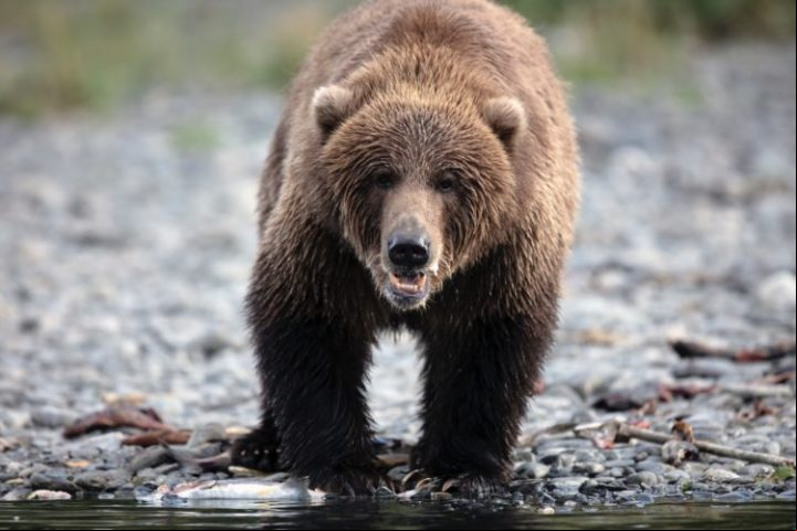 A vida selvagem do Alasca é impressionante. A região é habitat de grande variedade de animais, como ursos pardos e polares, alces, renas, lobos, lontras, águias, salmões e baleias, entre outros.
