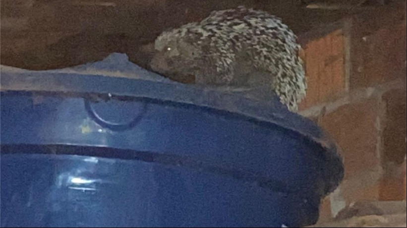 Após o resgate, o animal foi solto em segurança pela corporação
