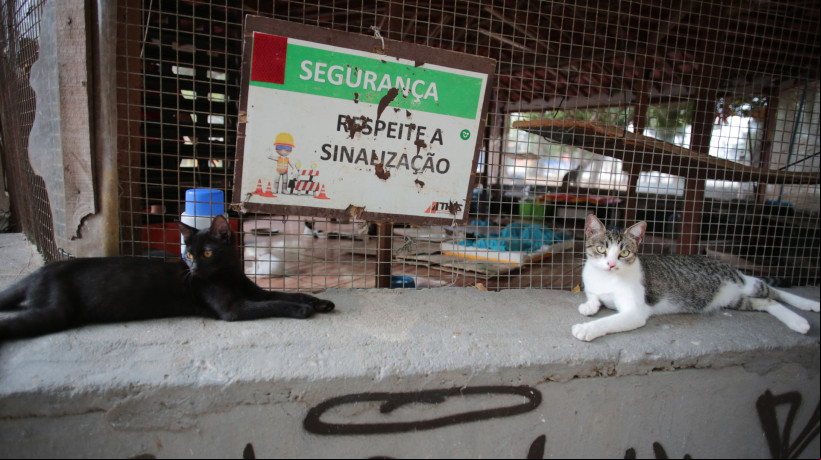 Gatil mantido por moradores abriga gatos abandonados na praça Raquel de Queiroz