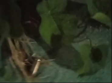 Vídeo gravado instantes após o crime mostra cápsulas de arma de fogo no local em que um homem foi morto e outros dois feridos em Beberibe 