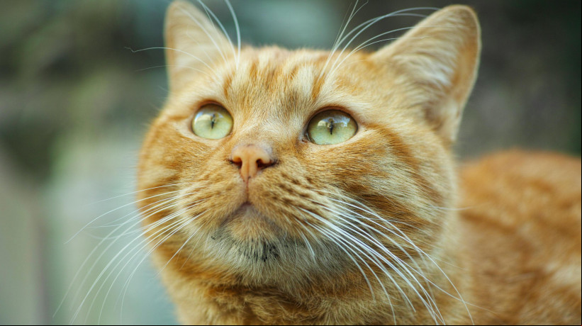 Origem genética da coloração alaranjada dos gatos foi tema de dois estudos preliminares