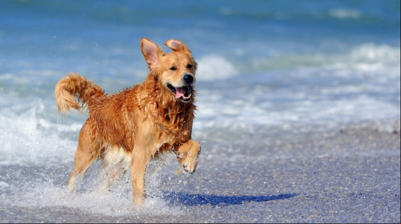 Levar o animal de estimação para as viagens de férias requer cuidados (Imagem: Volodymyr Burdiak | Shutterstock)