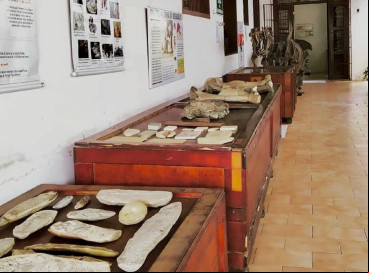 Museu de Pré-História de Itapipoca (MUPHI) abriga pesquisas e tem exposições sobre o período Quaternário, quando viveu a chamada megafauna 