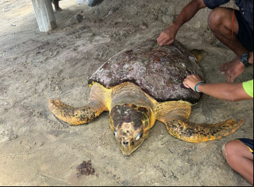 ￼TARTARUGA-CEBEÇUDA foi retirada da água e levada para a areia por moradores 