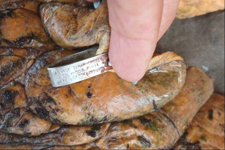 Etiqueta de identificação utilizada pelo Projeto Tamar em tartarugas marinhas Etiqueta de identificação utilizada pelo Projeto Tamar em tartarugas marinhas