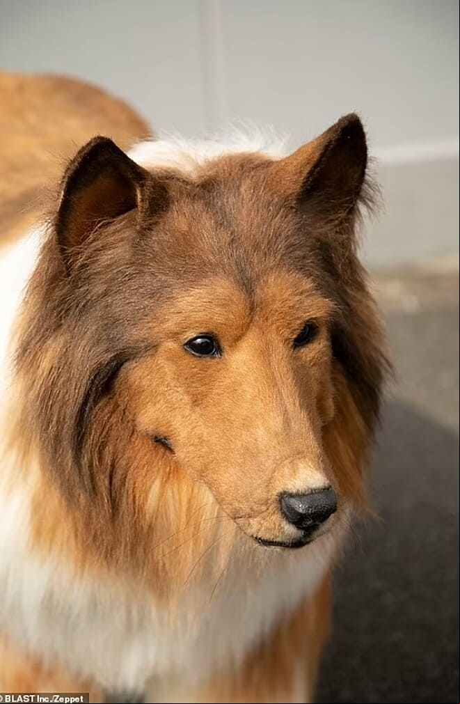 Recentemente, o japonês declarou que anda sentindo dificuldade para manter a ideia de se comportar como animal: “Cães e humanos têm estruturas ósseas diferentes e a forma como dobram as pernas e os braços, por isso é muito difícil fazer movimentos assim