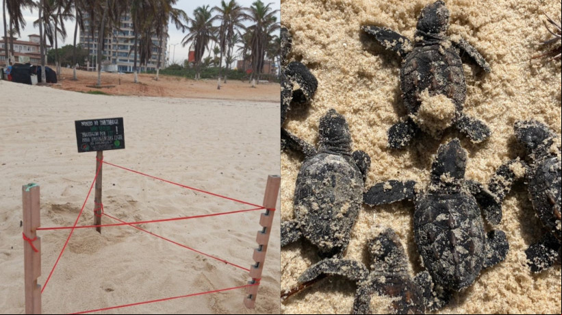 38 ninhos da espécie tartaruga-de-pente já foram identificados em Fortaleza