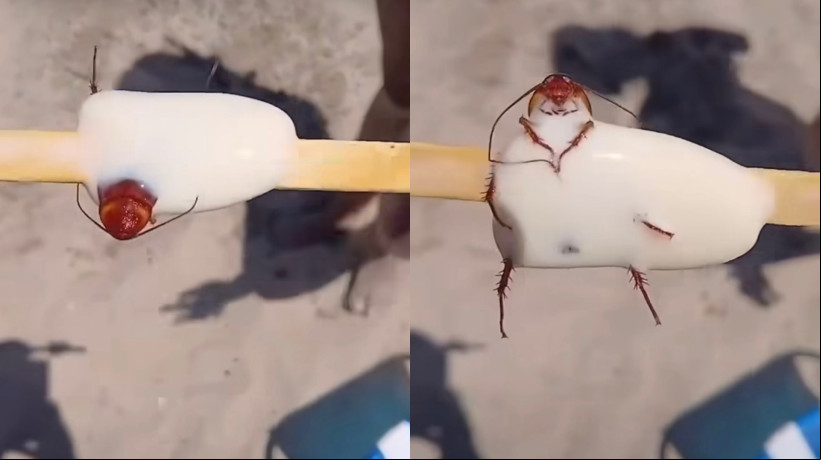 Fábrica de sorvetes é interditada após barata ser encontrada em picolé; veja vídeo