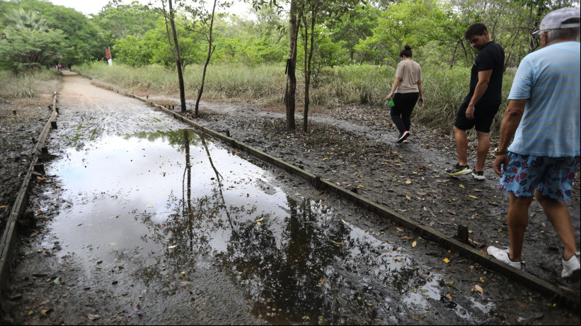 FORTALEZA-CE, BRASIL, 09.03.2025: Trilhas do Parque do Cocó em época de chuva. (foto: Fabio Lima/ OPOVO)