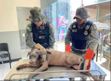 Resgate do animal aconteceu por uma equipe do Batalhão de Polícia do Meio Ambiente (BPMA) 