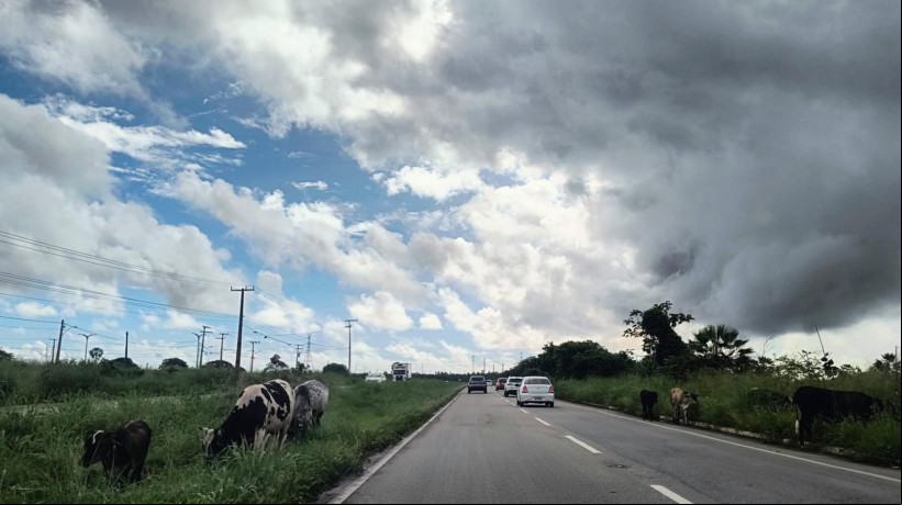 Rodovia CE-085, conhecida como Sol do Poente, é uma das vias do Estado com grande presença de animais soltos