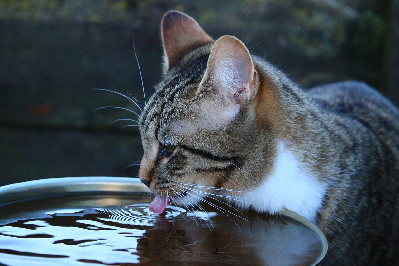 Gatos precisam ficar hidratados, mas dificilmente um pote de água os atrai. Para incentivar, deixe água em movimento. A água pingando ou escorrendo atrai o gatinho.