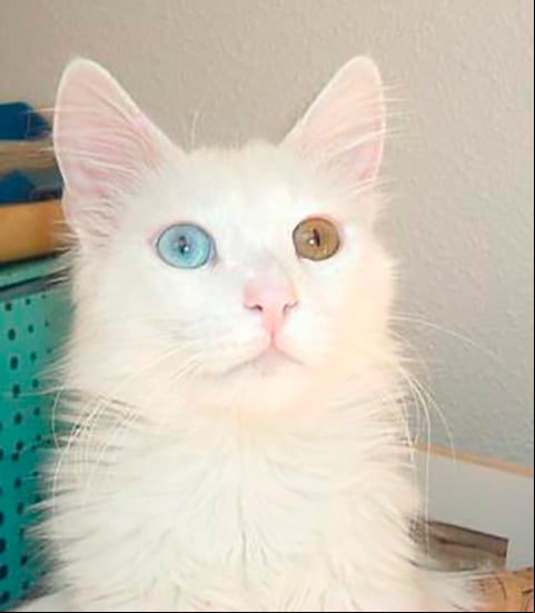 Angorá - Originário da Turquia. Conhecido na Europa desde o século 17, tem pelagem longa e sedosa, com predominância do branco e do laranja. A cor dos olhos varia. Alguns gatos têm um olho de cada cor. Vive de 12 a 18 anos.